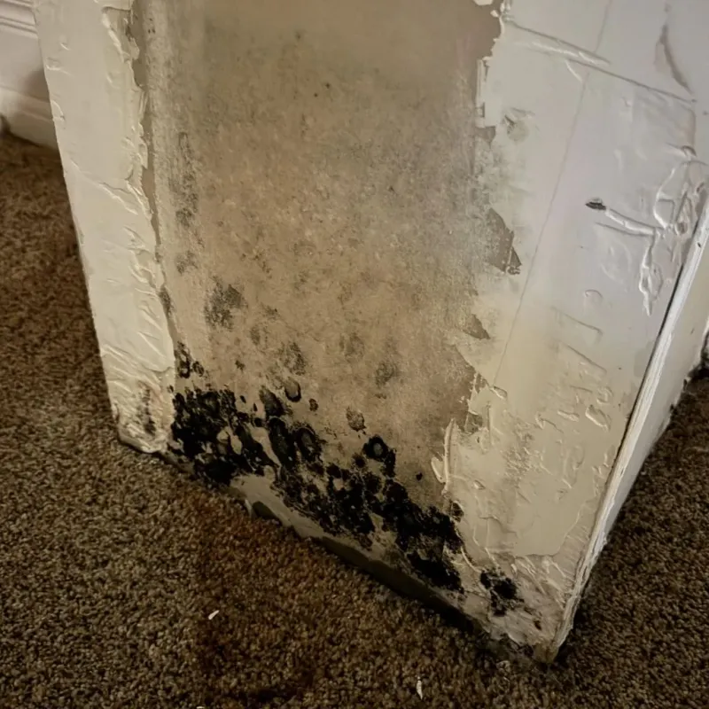 Professional Mold Removal in White Castle, LA